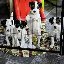 Jack Russell Terrier Puppies from Celtic River