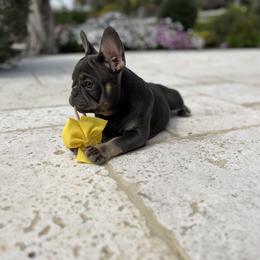 French Bulldog Puppies from Jesikah408