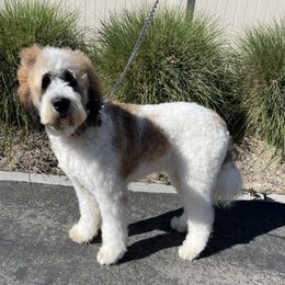 Fig - Saint Bernard