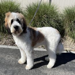 Fig - Saint Bernard