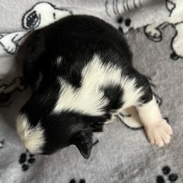 Boy 3 - Black tri male Miniature Australian Shepherd puppy in Taunton, Massachusetts from Checkered Flag Champions Mini Aussies