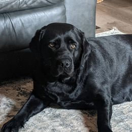 Stella - Labrador Retriever