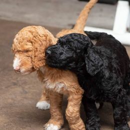 Goldendoodles from Loving My Goldendoodle Jax