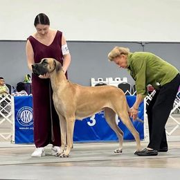 Bedlington Terrier and Great Dane All Grown Up from Cloud9 Bedlingtons and Argos Danes