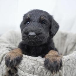 Tater - Black and tan male Giant Schnauzer puppy in Collinsville, Mississippi from Hillside Kennels