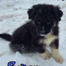 Sniper - Black tri-color male Australian Shepherd puppy in Albion, Michigan from Northern Lights Aussies (NL Aussies)