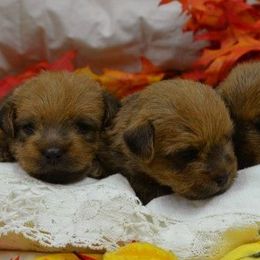 Norfolk Terriers from Abella Norfolks