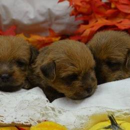 Norfolk Terriers from Abella Norfolks