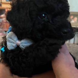 Teddy - Black male Poodle puppy in Circleville, Ohio from Toy Poodle Love