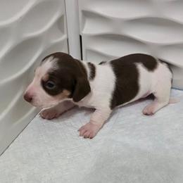 Kinder - Chocolate and tan male Dachshund puppy in Great Falls, Montana from Green Dragon Kennel