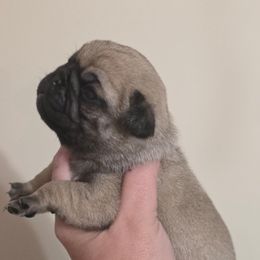 Rolo - Fawn male Pug puppy in Olin, North Carolina from Piggy Pugs