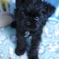 Affenpinscher and Lagotto Romagnolo Puppies from Skyfall and Morena