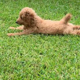 Oliver - Apricot male Poodle puppy in Nacogdoches, Texas from BA Mini Poodles