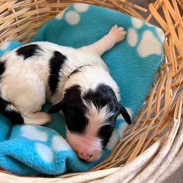 Black - Black and white male Sheepadoodle puppy in Prairie Du Chien, Wisconsin from Hicklin Hollow Ranch