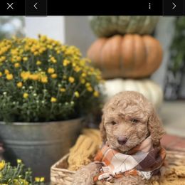 Miniature Schnauzer and Poodle Puppies from Lorraine Finley