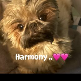 Harmony - Shih Tzu