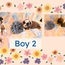 Shih Tzu puppies from Hill’s Puppies