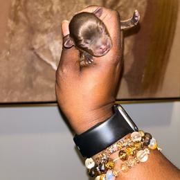 Hashtag - Chocolate and tan male Yorkshire Terrier puppy in Lynwood, Illinois from SaintNicksWay
