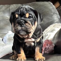 Tally girl - Black tri-color female Bulldog puppy in Seattle, Washington from mama Myra bulldogs
