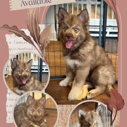 Hickory - Red and white male Siberian Husky puppy in Florence, Kentucky from Moonlight Howl Huskies