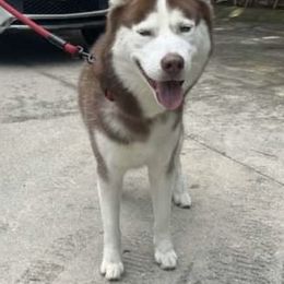 Rocky - Siberian Husky