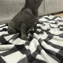 French Bulldog Puppies from Ritchie’s Frenchies