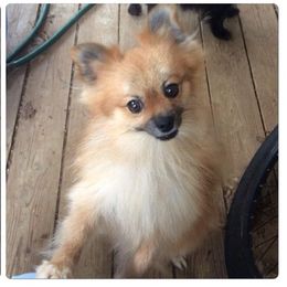 Pomeranians from Lil’ Sprouts Pomeranians
