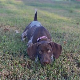 Belgian Malinois and German Shorthaired Pointer Puppies from Lapdog GSP