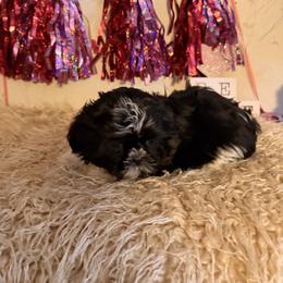 Black and white - Black and white male Shih Tzu puppy in Hibbing, Minnesota from Iron Range Shih Tzu and Puppies