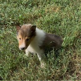 Eulalie sweetly speaking - Sable and white female Collie puppy in Malvern, Arkansas from Lost Acres Collies