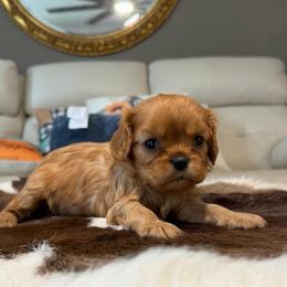 Minnie - Ruby female Cavalier King Charles Spaniel puppy in Melrose, Florida from Magnolia Hill Cavaliers and Doxies