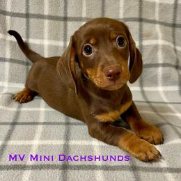 Fudge - Chocolate and tan male Dachshund puppy in Carlsbad, Texas from MV Mini Dachshunds