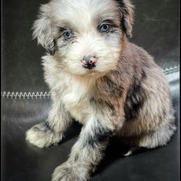 Assorted Doodle Crosses, Aussiedoodle, and Australian Shepherd Puppies from Faith, Feathers & FurBabies
