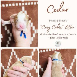 Cedar - male Australian Mountain Doodle puppy in Grand Rapids, Michigan from The Kindred K9