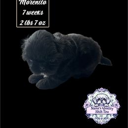 Morenito - Black and white male Shih Tzu puppy in Sacramento, California from NANA’S  QUALITY SHIH TZU'S