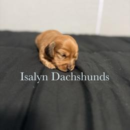 Strawberry Shortcake - Dapple female Dachshund puppy in Copperas Cove, Texas from Isalyn Dachshunds