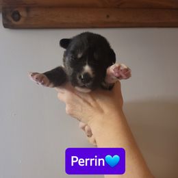 Perrin - Agouti and white male Siberian Husky puppy in Meridian, Mississippi from JJ's Huskies