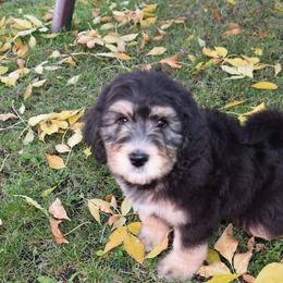 Bernedoodle Puppies from Belly Rubs