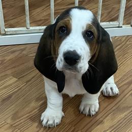 Marla - Black brown and white female Basset Hound puppy in Remington, Virginia from Lotus Rose Basset hounds