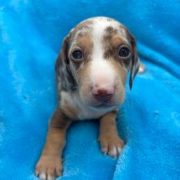 Buzz - Dapple male Dachshund puppy in Sarah, Mississippi from White's Mississippi Doxies