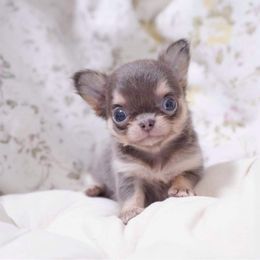 Chihuahua Puppies from Petits Chihuahuas