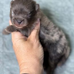 CHURCH - Blue merle male Pomeranian puppy in Kingwood, Texas from Treasured Jewels Pomeranians