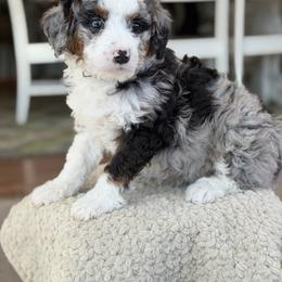 Tinsel - Blue merle male Bernedoodle puppy in Henry, Illinois from Rowe Farms Doodles