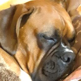 Boxers from Lone Pine Boxers
