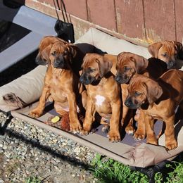 Rhodesian Ridgeback Puppies from Supernova Ridgebacks