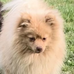 Splash - Pomeranian