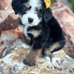 Cupcake - Tri-color female Bernedoodle puppy in Peoria, Arizona from Grand Canyon Bernedoodles