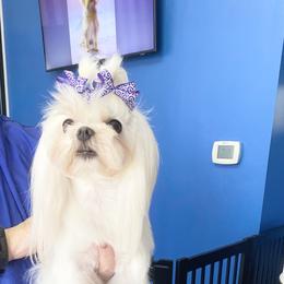 Maltese Puppies from Made to Love Maltese LLC