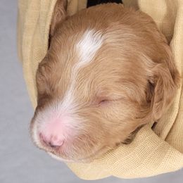 Girl 1 - Double Doodle puppy in Georgia from Snug-a-Doodles