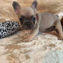 Boy 5 - male French Bulldog puppy in Westerly, Rhode Island from Starkhaus Rottweilers & Frenchies